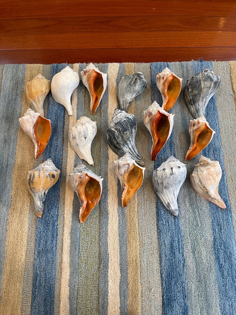 Atlantic conch shell listing photograph