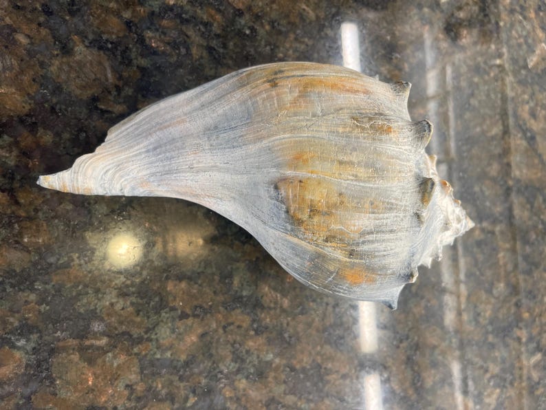 Atlantic whelk shell listing photograph