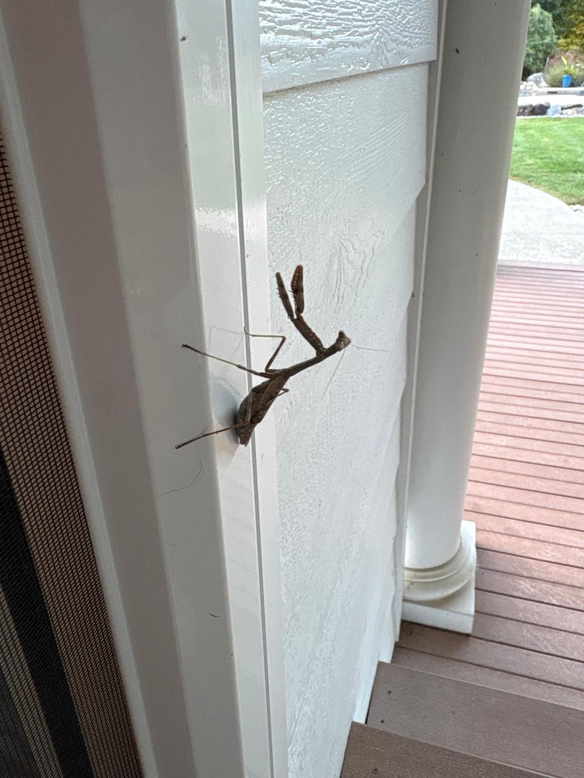 Mottled brown praying mantis clinging to white exterior siding beside a dark screen, with a porch in the background.