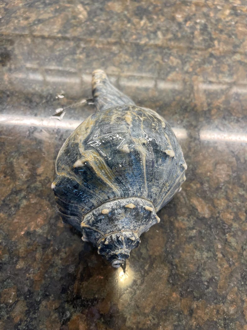 Dark spiral shell exterior with pale lines and raised projections