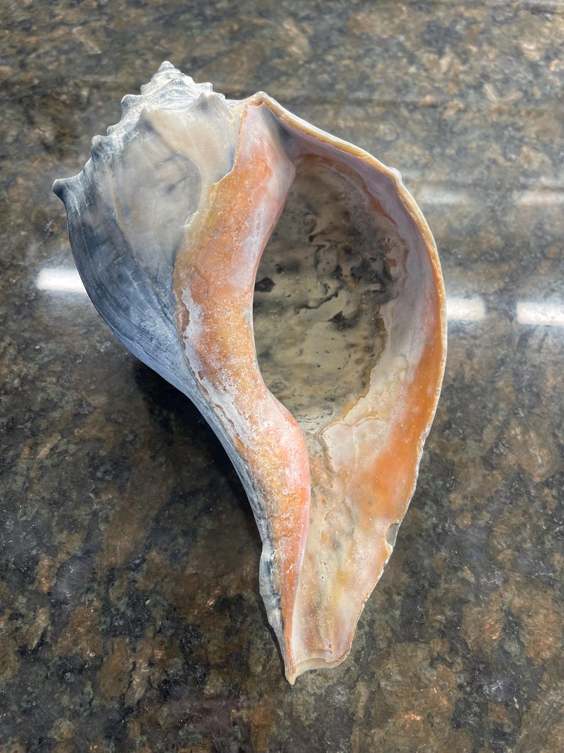 Shell with an orange-toned opening and pale and grey exterior areas
