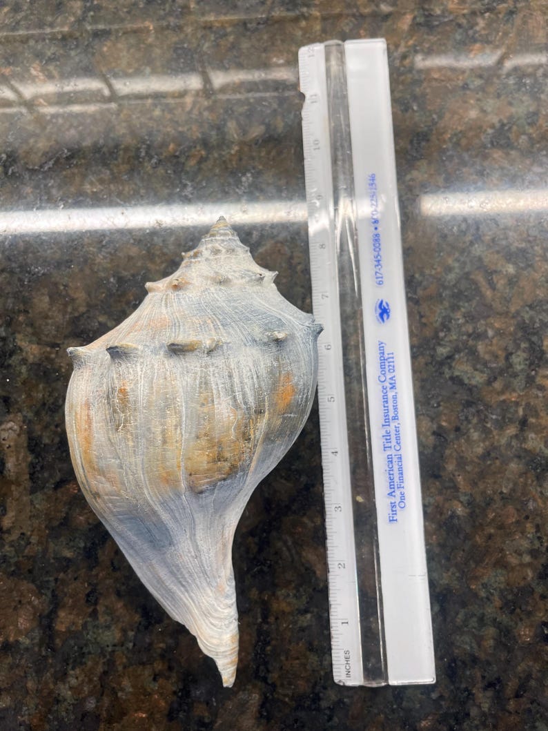 A shell beside a transparent ruler marked in inches