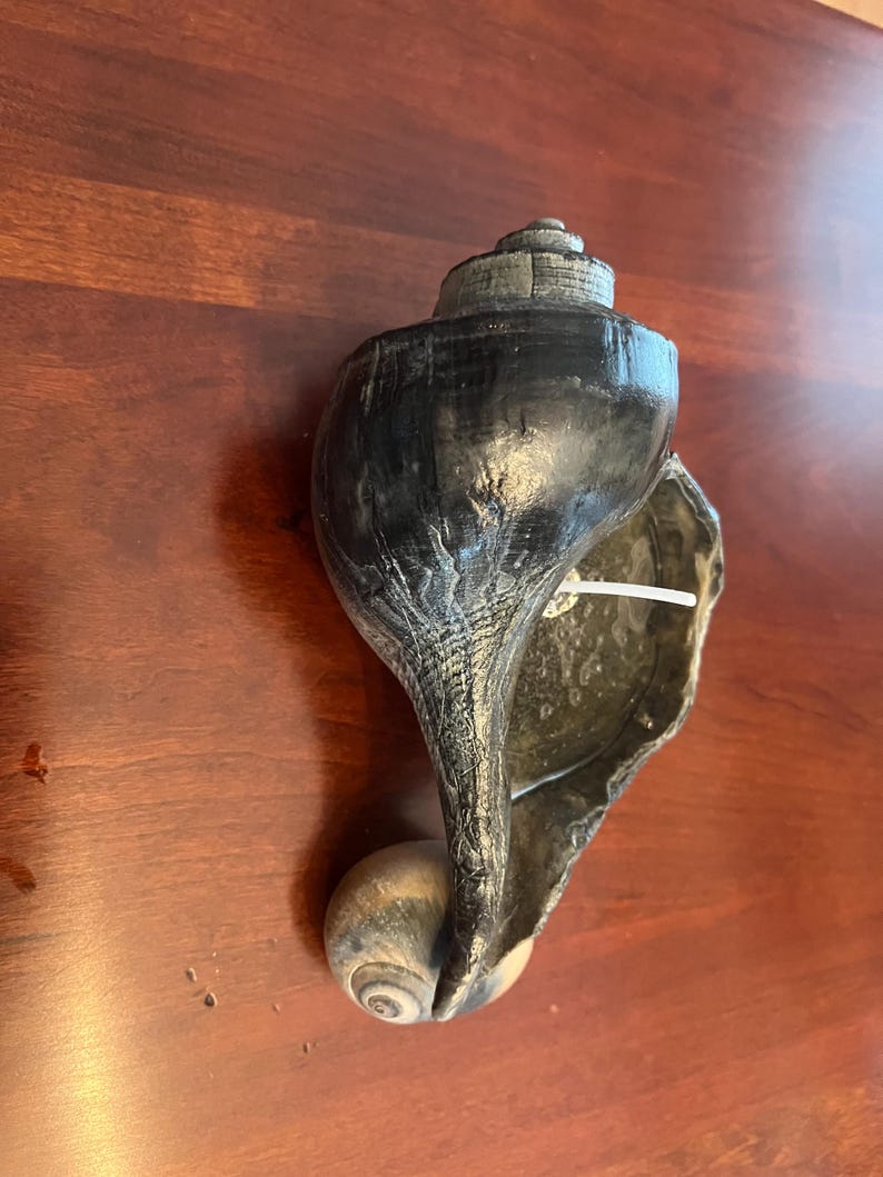 Channeled whelk shell candle listing photograph